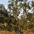 20220815 Unterstützte, übervolle  Zweige am Pflaumenbaum (Vollbild und Vergrößerung empfohlen)