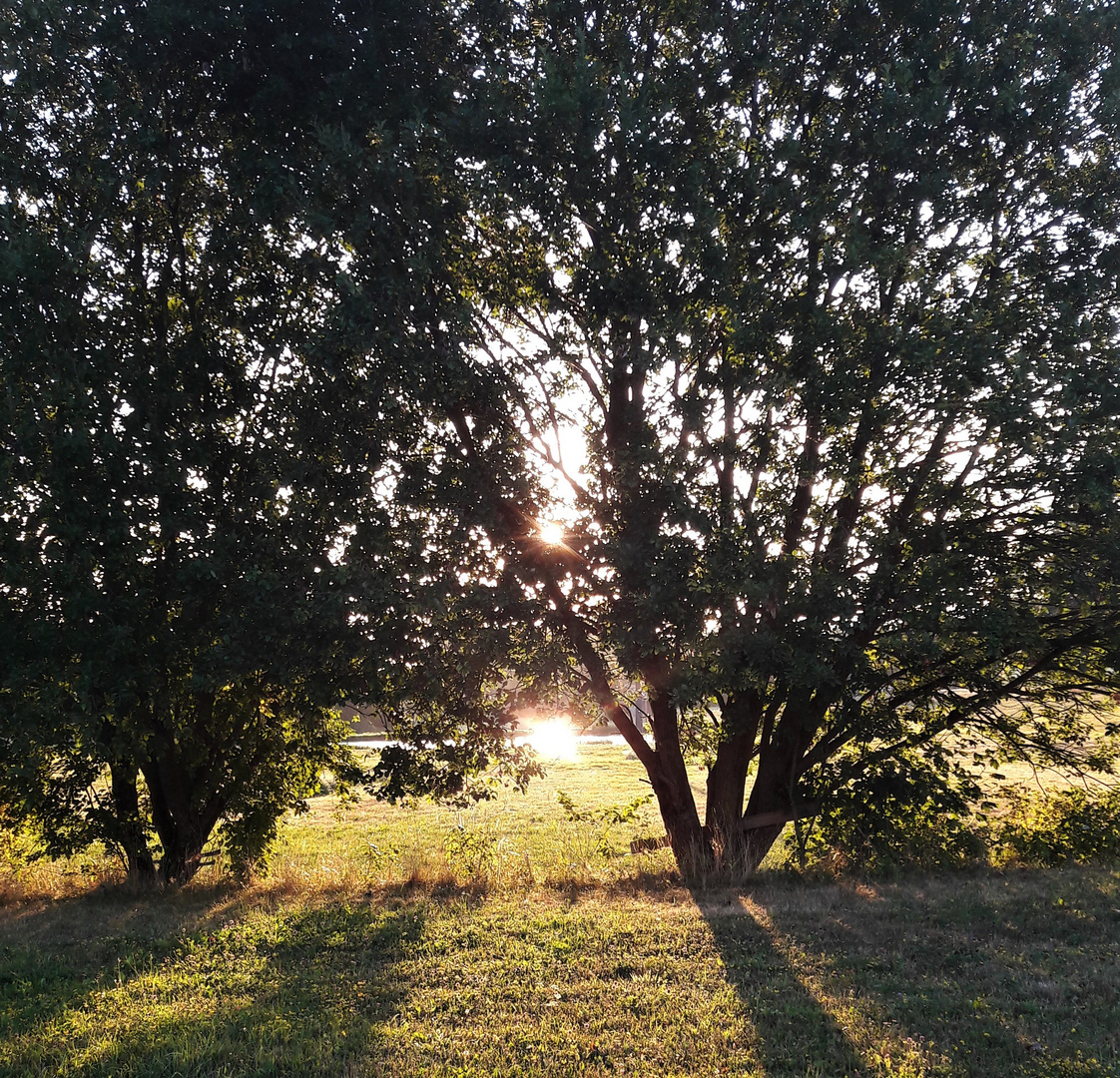 20220816 Spiegeltag : Sonne im Seerosenteich gespiegelt