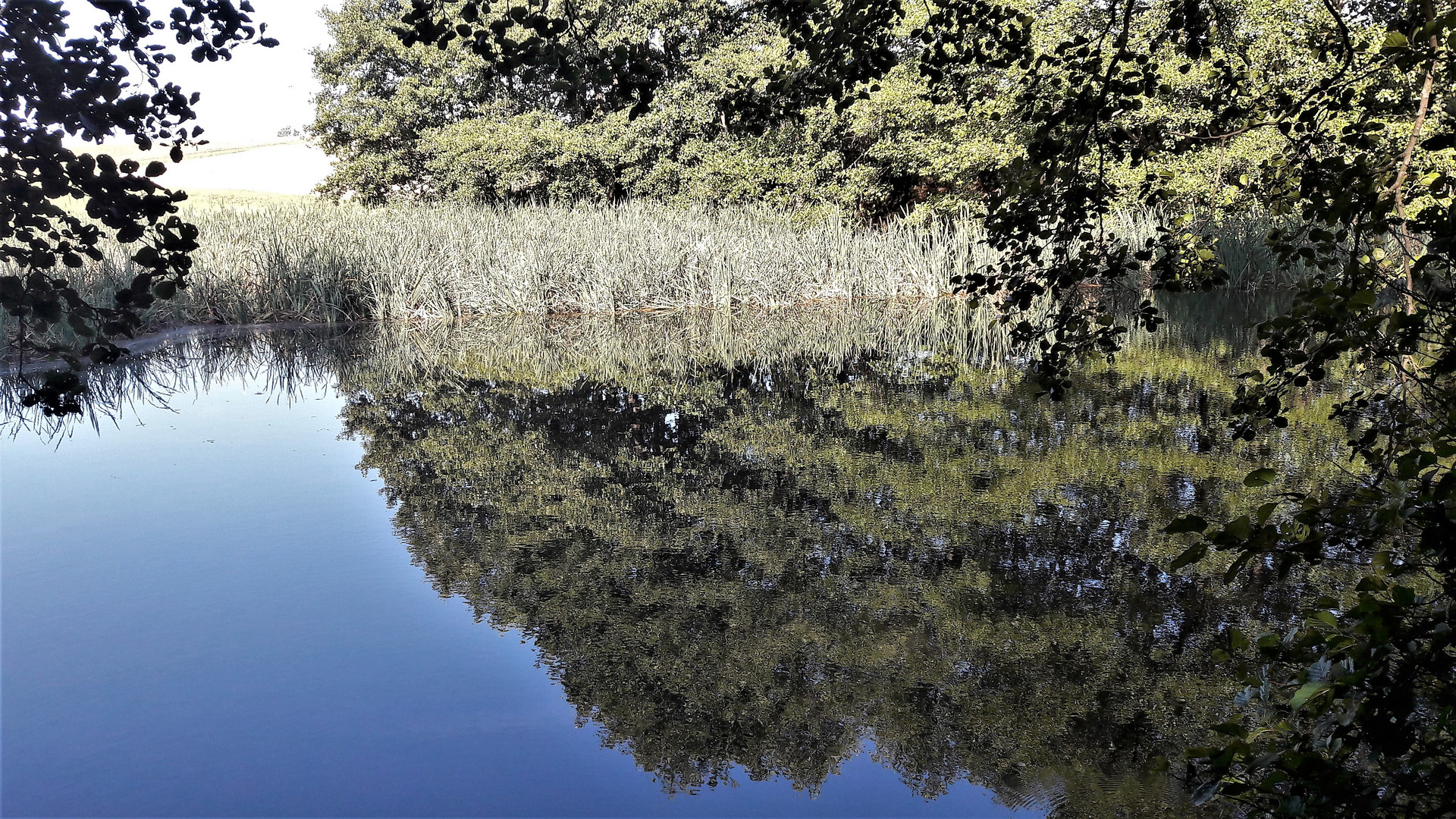 20220829 Dienstag ist Spiegeltag : "Unterwasserlaubwald"