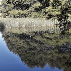 20220829 Dienstag ist Spiegeltag : "Unterwasserlaubwald"