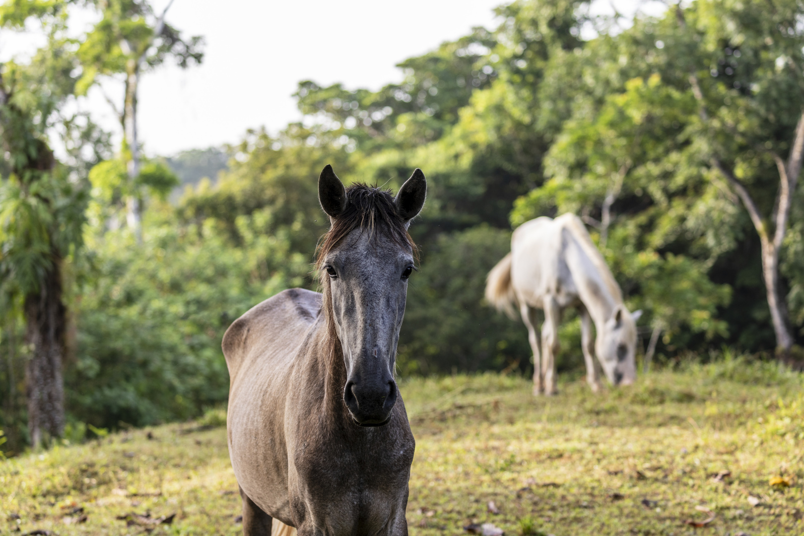 2022_08_Costa_Rica_08_0165