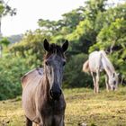 2022_08_Costa_Rica_08_0165