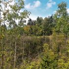 20220924 Herbst am Waldrand unter blauem Himmel