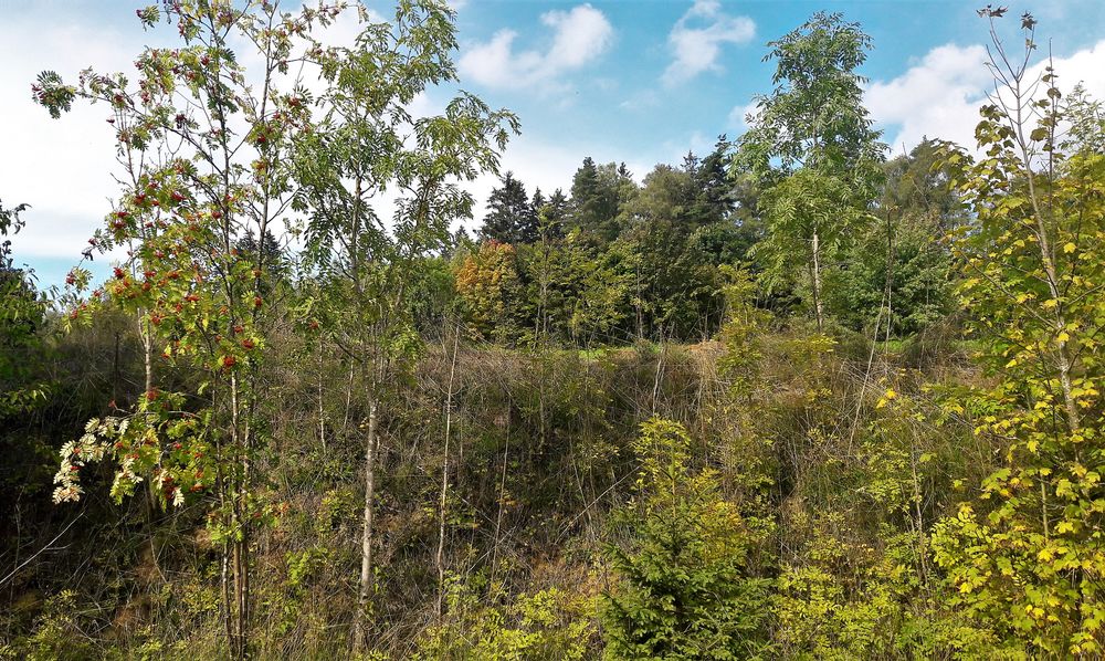 20220924 Herbst am Waldrand unter blauem Himmel