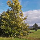 20220926 Kondensstreifen über Herbststimmung