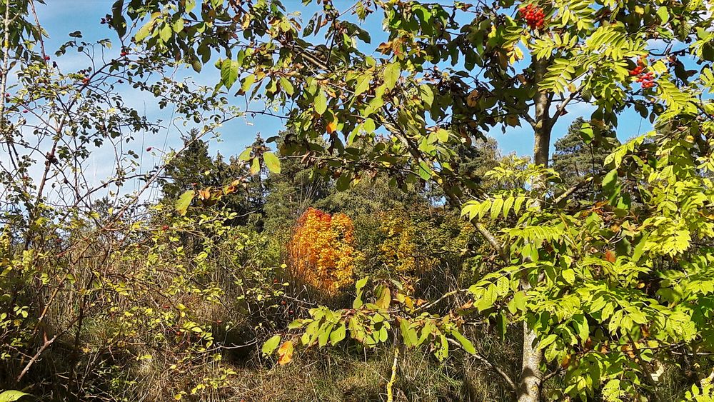 20220930 Herbstzeichen am Waldrand