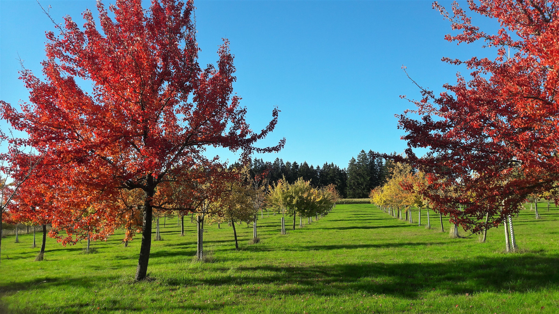 20221004 Streuobstwiese im Herbstbeginn