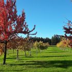 20221004 Streuobstwiese im Herbstbeginn