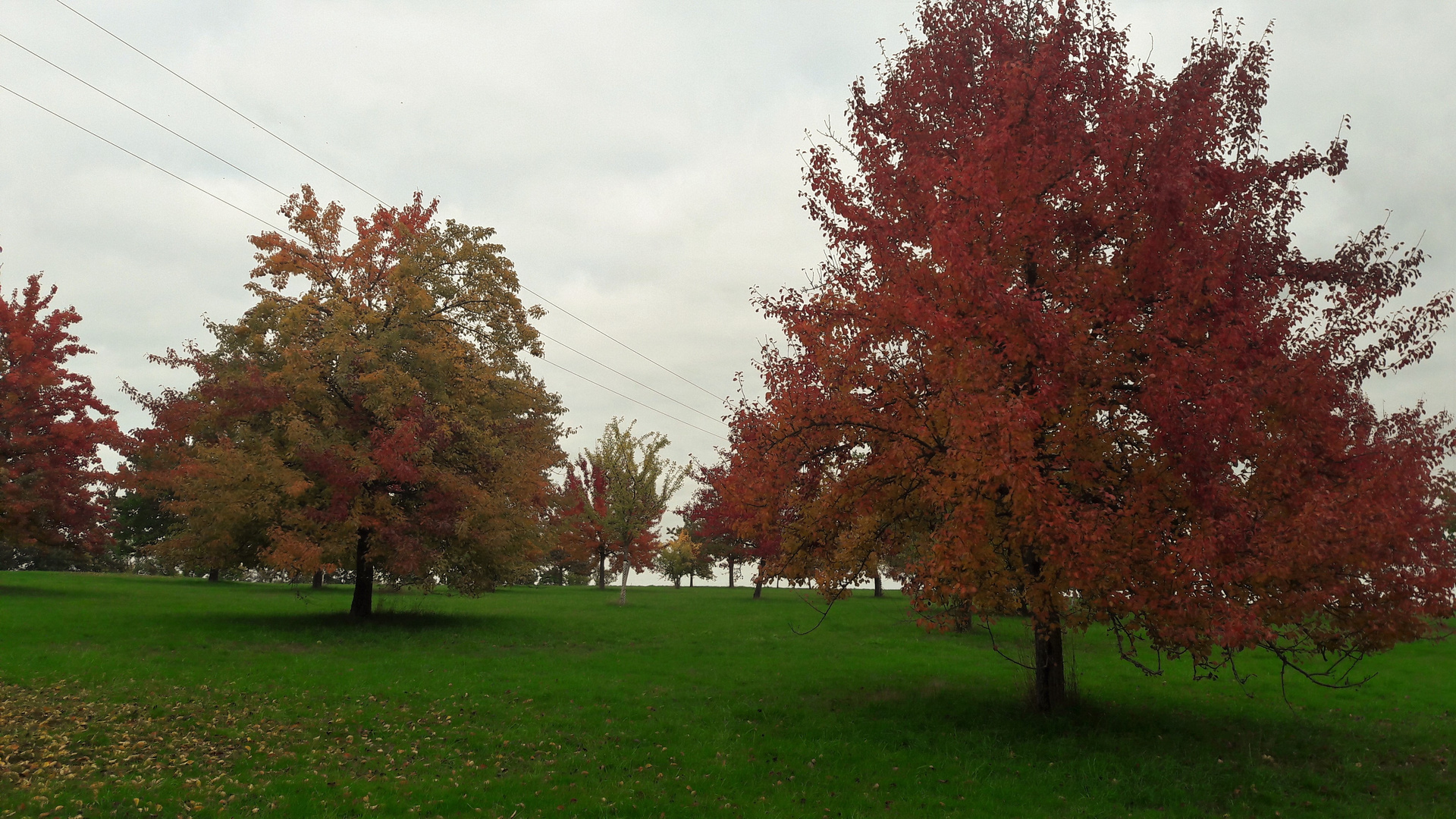 20221007 Streuobstwiese im Herbstlook