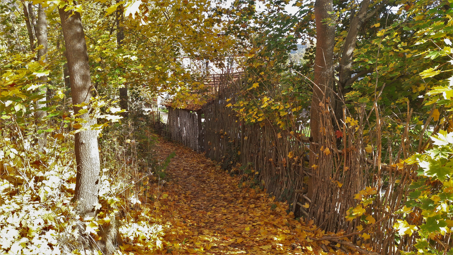 20221017 Herbst in seiner schönsten Form