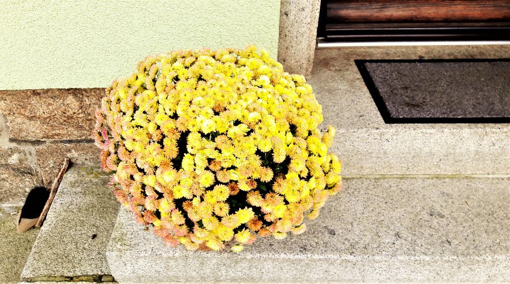 20221026 Blumenkugel mit Herbstspuren