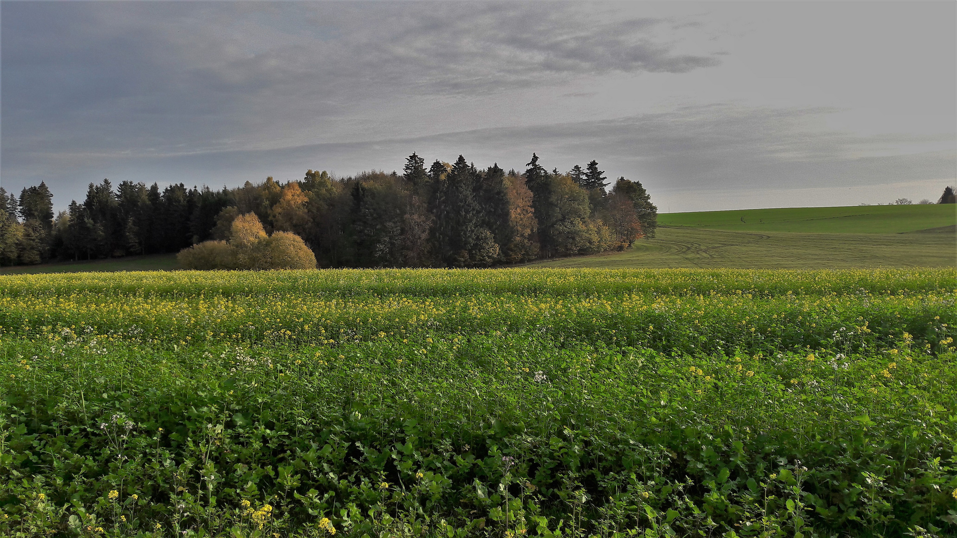 20221029 Blühende Felder und herbstliche Laubfärbung am Waldrand