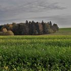 20221029 Blühende Felder und herbstliche Laubfärbung am Waldrand
