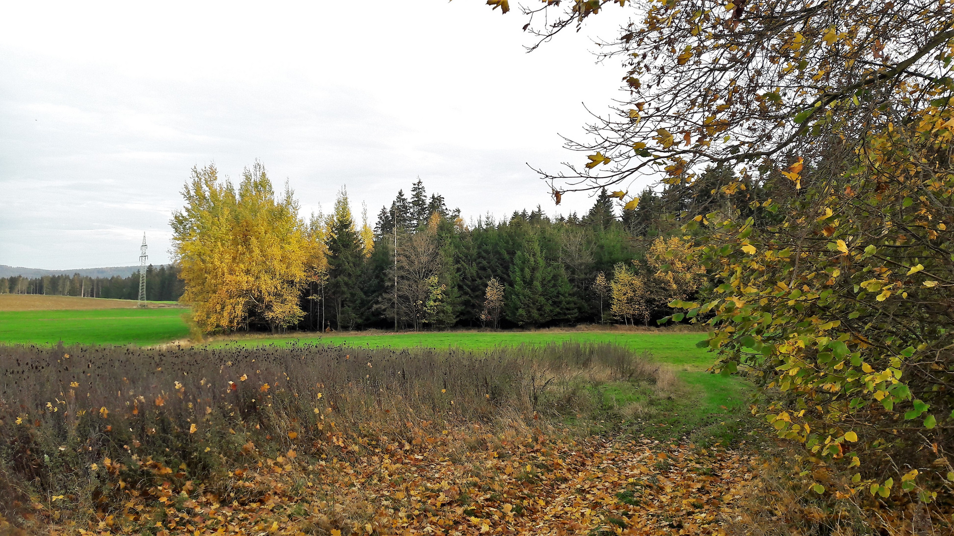 20221029 Herbst direkt  neben dem Lernschwimmteich