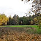 20221029 Herbst direkt  neben dem Lernschwimmteich