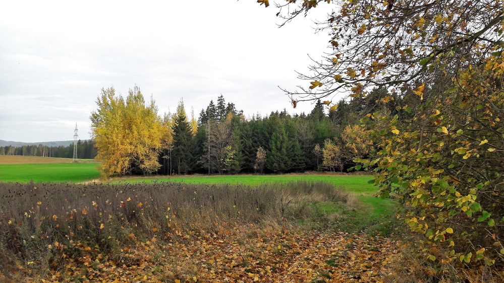 20221029 Herbst direkt  neben dem Lernschwimmteich