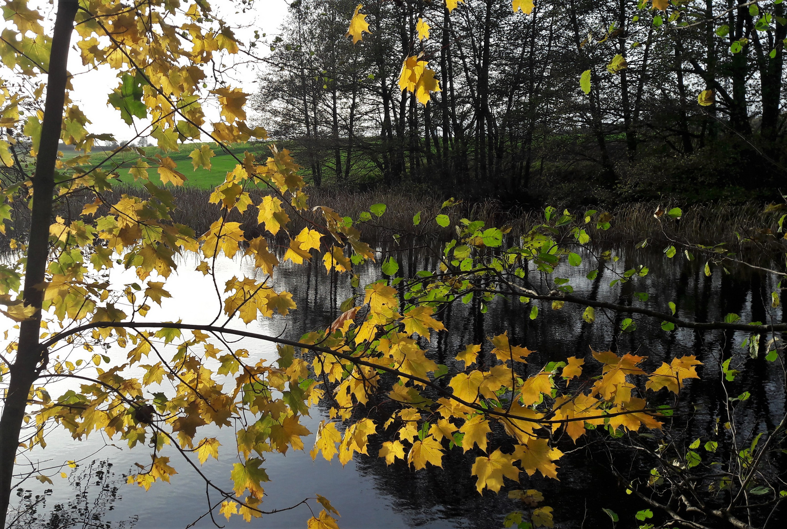 20221029 Herbst und Frühling zugleich am Lernschwimmteich