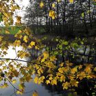 20221029 Herbst und Frühling zugleich am Lernschwimmteich