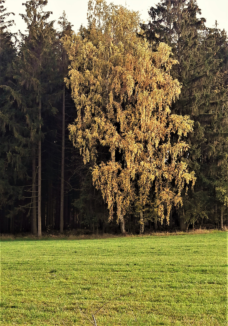 20221029 Herbstlicher Birkenschmuck am Waldrand