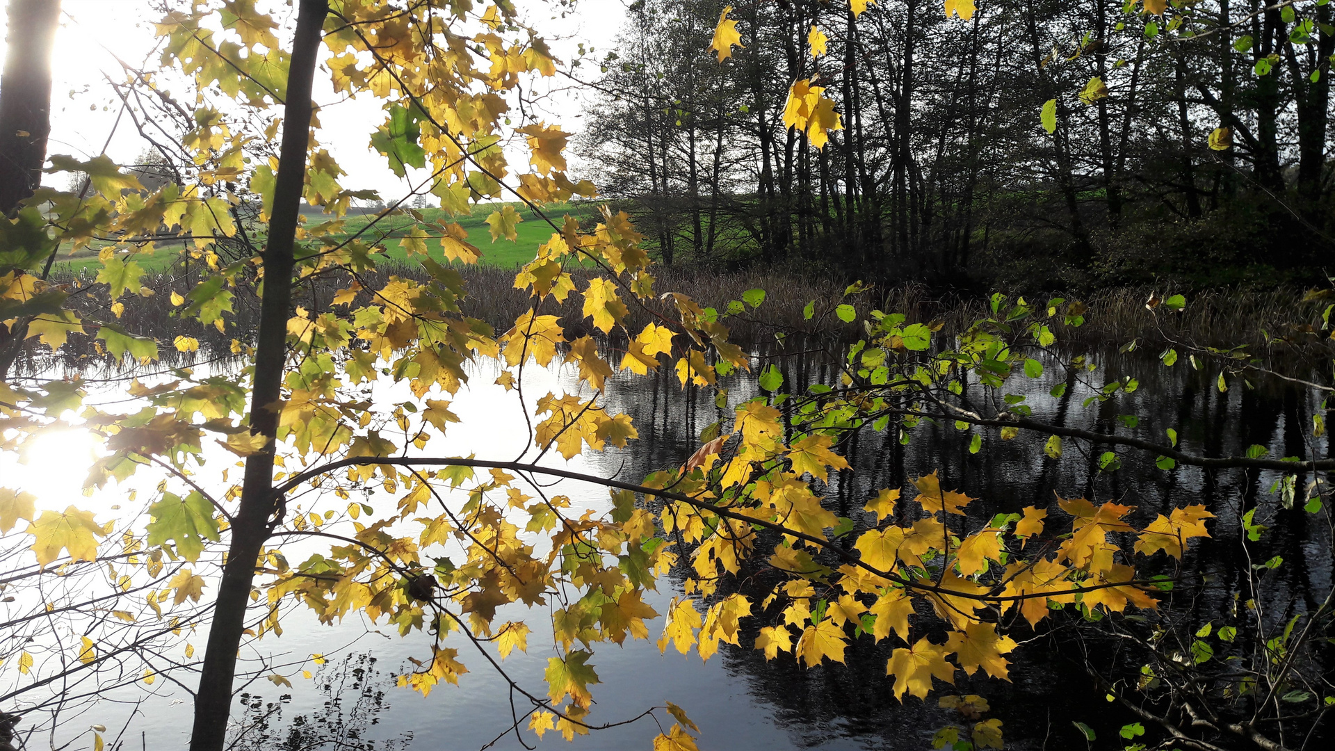 20221029 Spiegeltag : Archiv Herbst mit Spiegelung im Lernschwimmteich