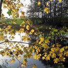 20221029 Spiegeltag : Archiv Herbst mit Spiegelung im Lernschwimmteich