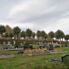 20221103 Friedhof Gefrees mit seinen kugelrunden Baumkronen im Herbstlaub