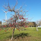 20221106 Klein aber fein  auf der  Streuobstwiese