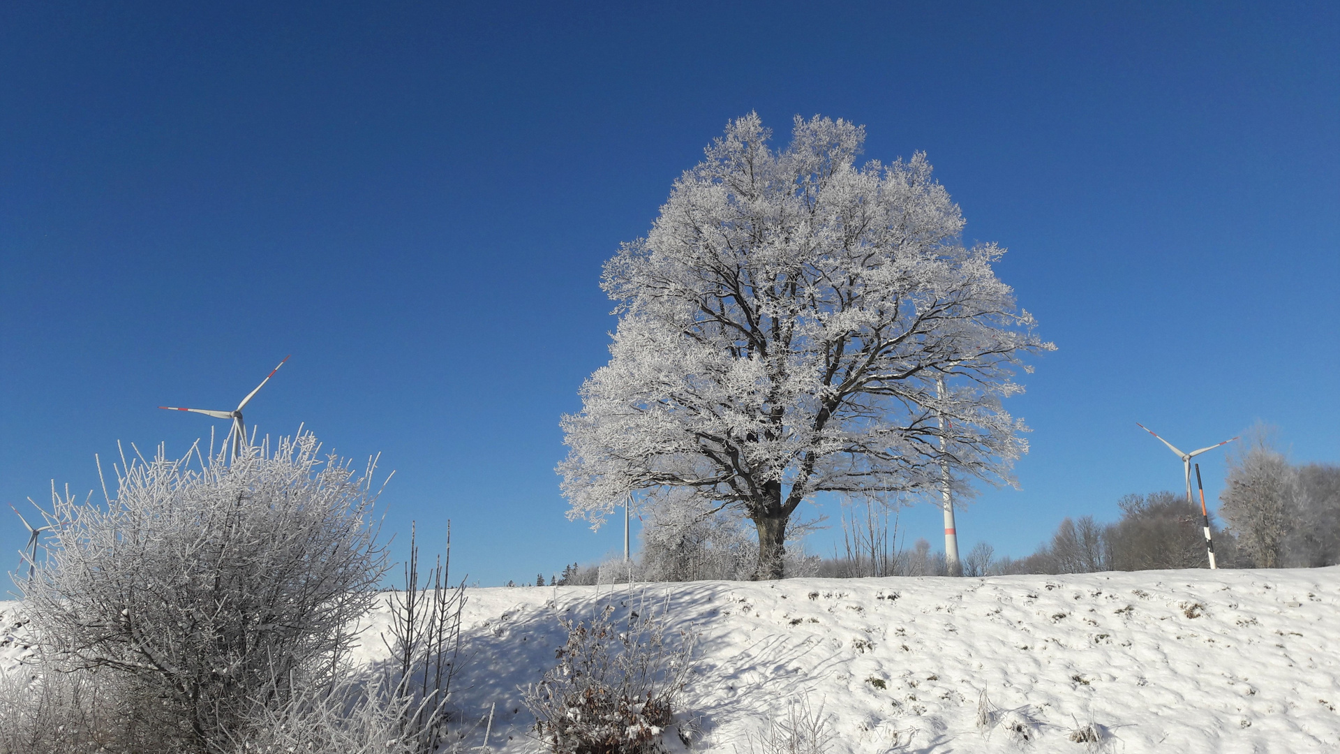 20221213 Winterzauber unter blauem Himmel