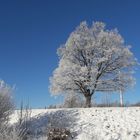 20221213 Winterzauber unter blauem Himmel