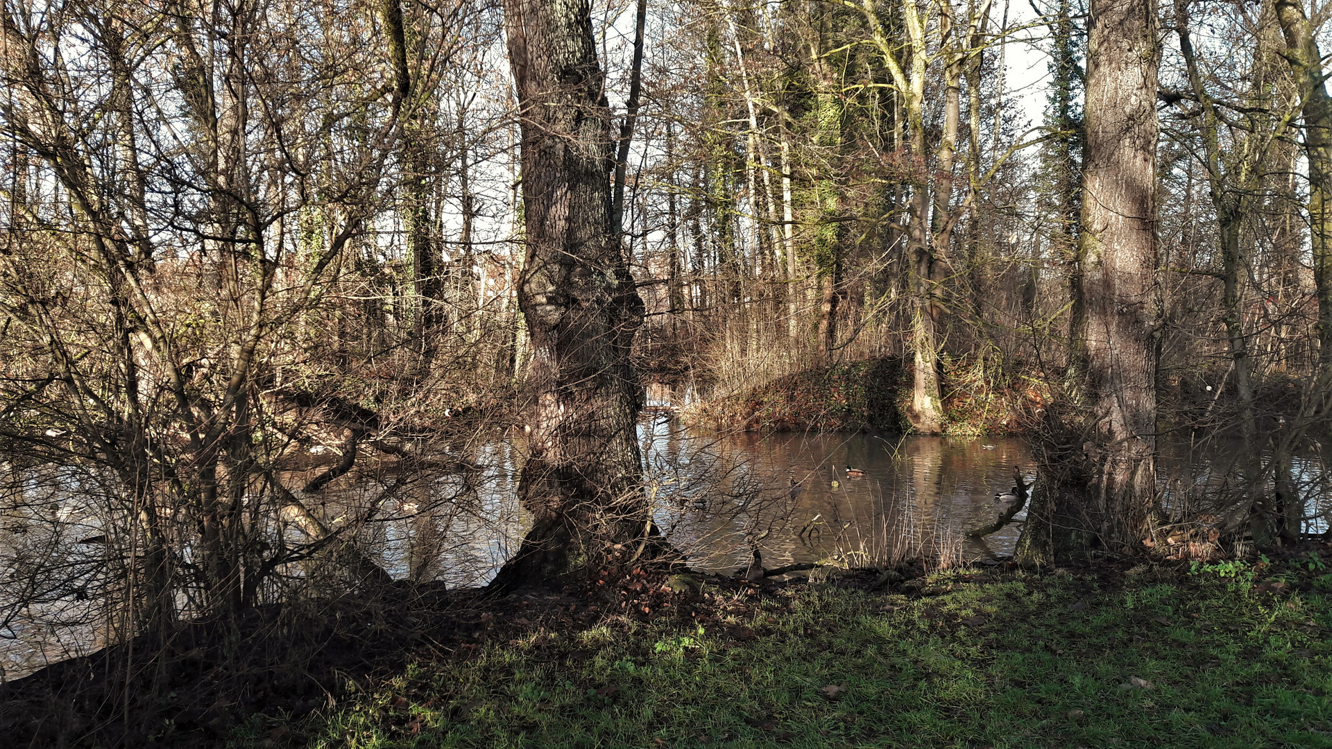 20221227 Urwaldfeeling mitten in Dinkelsbühl