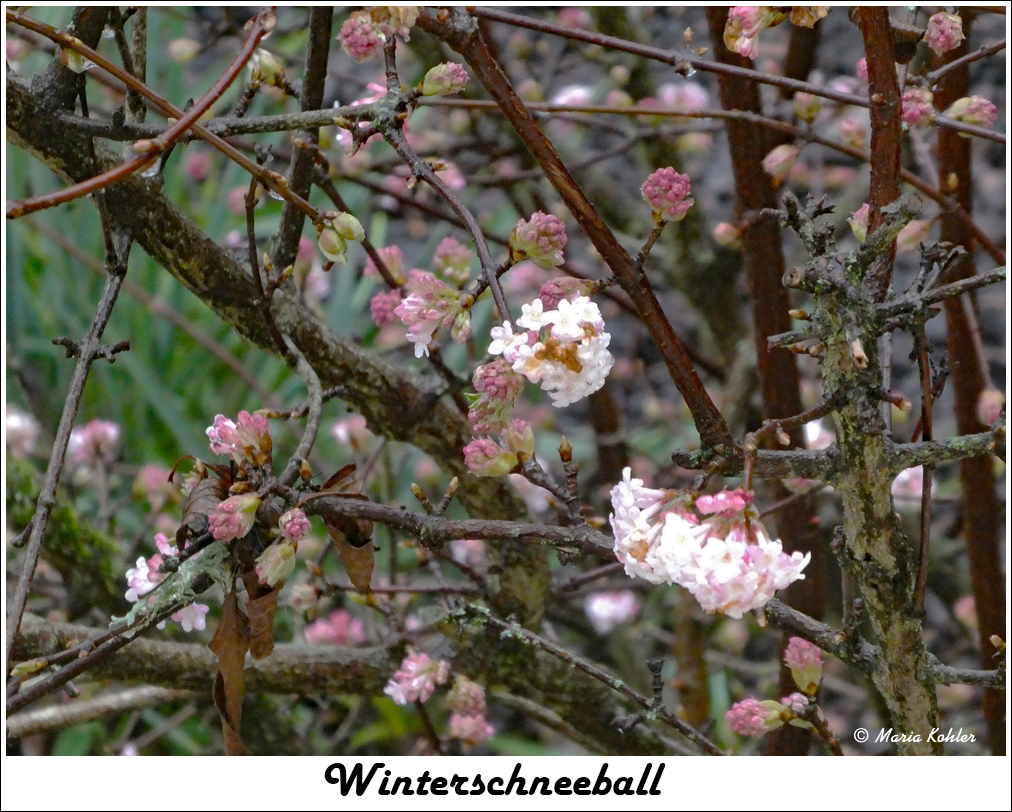 2023-01-11-Winterschneeball