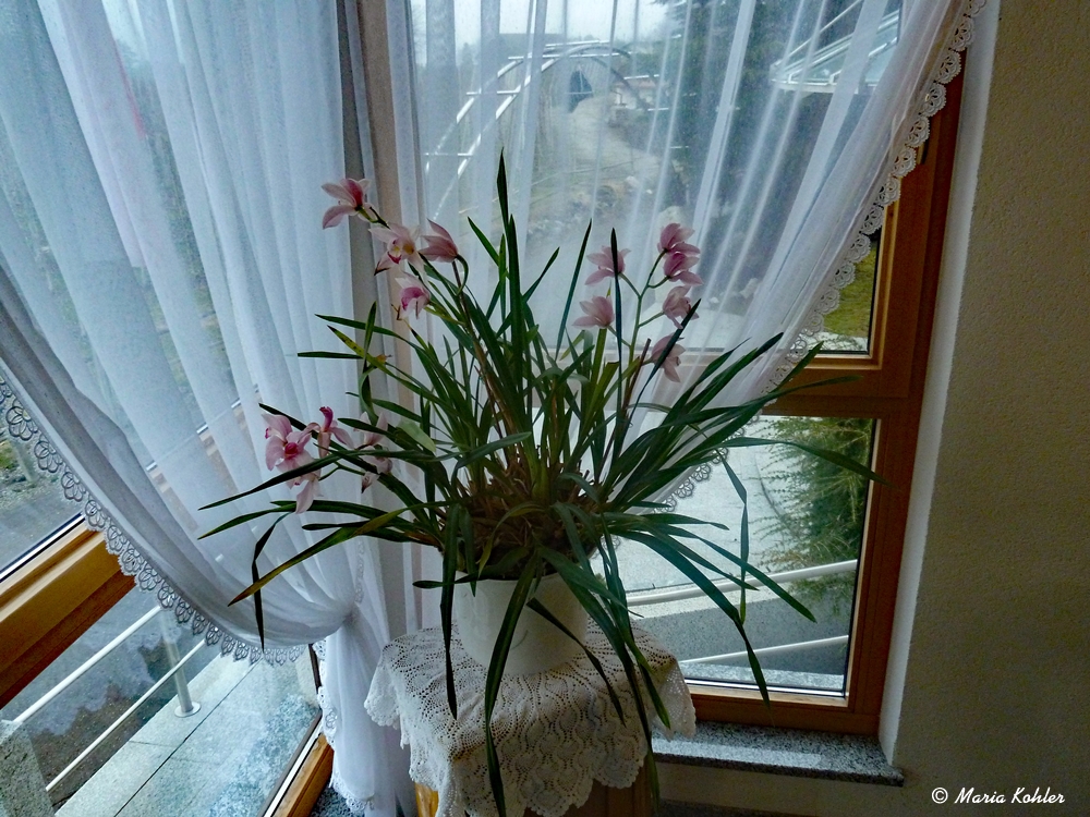 2023-01-22- Orchidee....