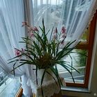 2023-01-22- Orchidee....