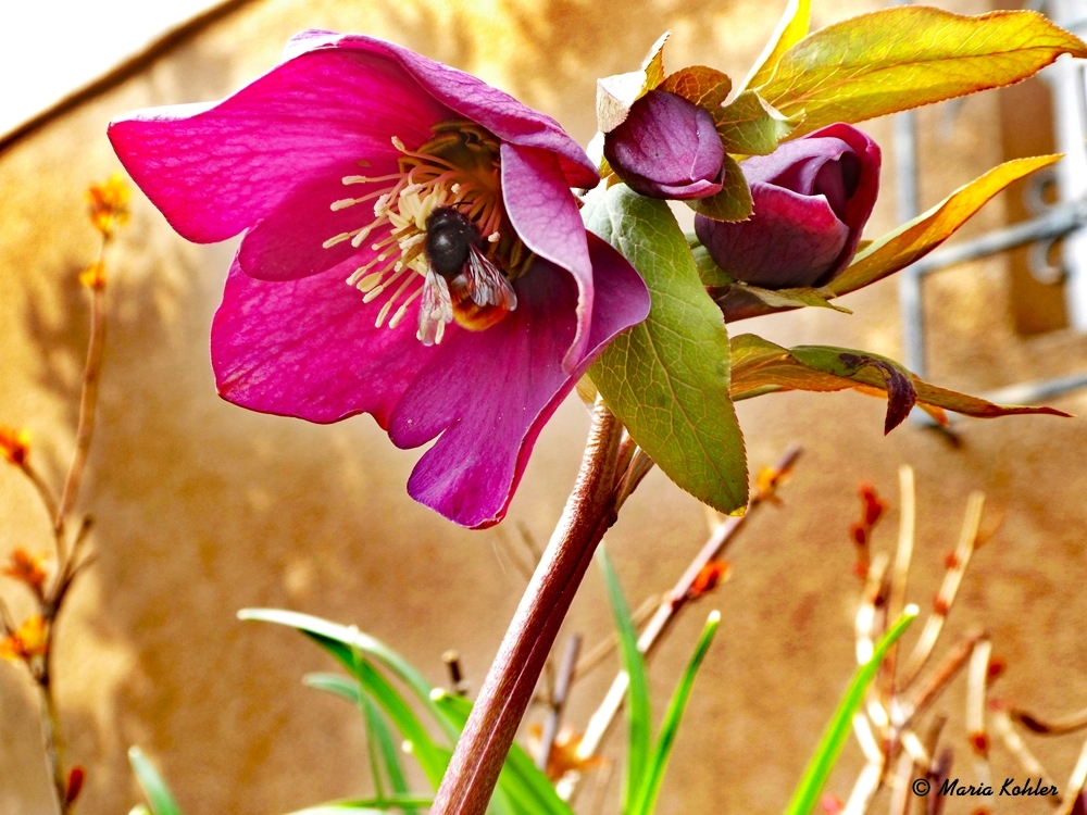 2023-01-28-Lenzrose mit Hummel