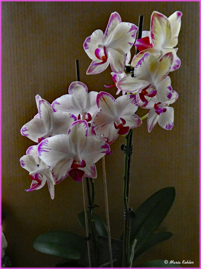 2023-02-01-Orchidee 