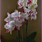 2023-02-01-Orchidee 