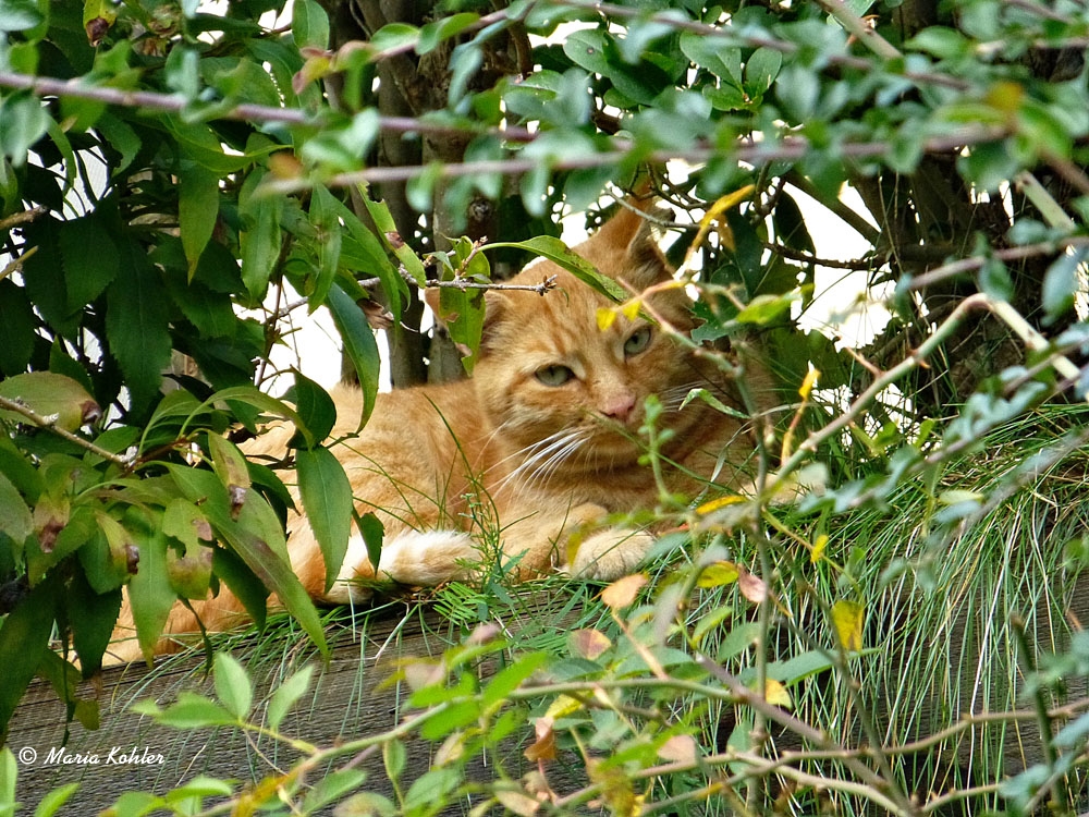 2023-02-02-Katze mit Durchblick 