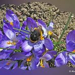 2023-02-04-Krokus mit Hummel