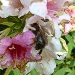 2023-03-11-Rosa Weigelie mit Hummel