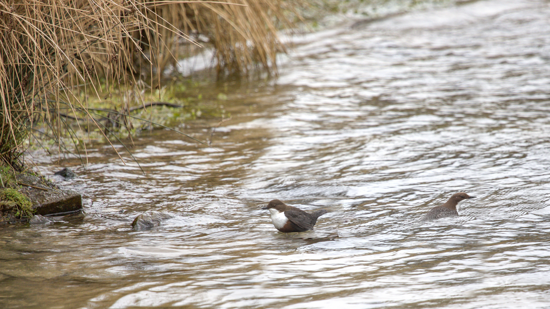 2023-03-12- Wasseramsel