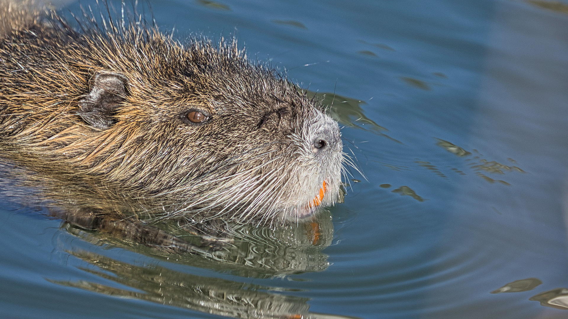 2023-03-18- Nutria 