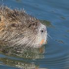 2023-03-18- Nutria 