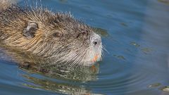 2023-03-18- Nutria 