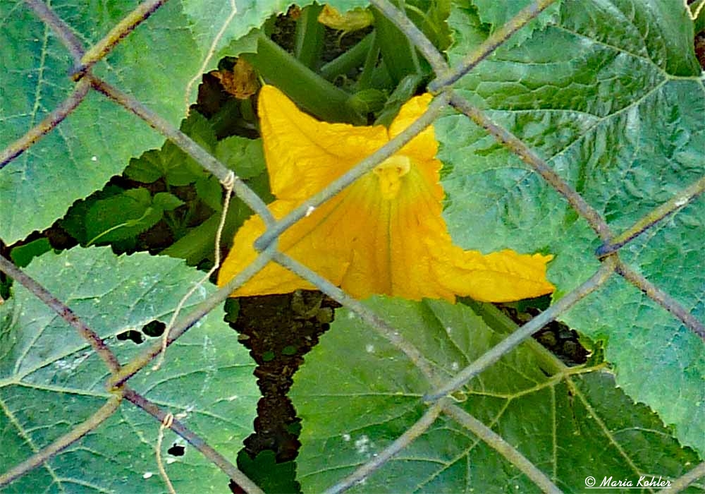 2023-03-23-Durchblick auf eine Kürbisblüte (Arhivbild)