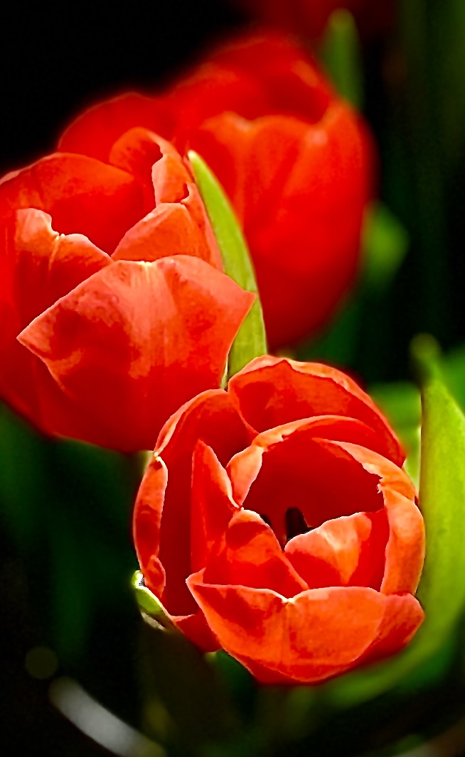 2023-04-01 Tulpen 