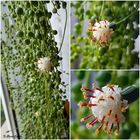 2023-04-03-Erbsenpflanze (Senecio rowleyanus)