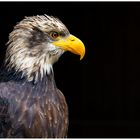 2023-04-09, Weißkopf Seeadler Sababurg