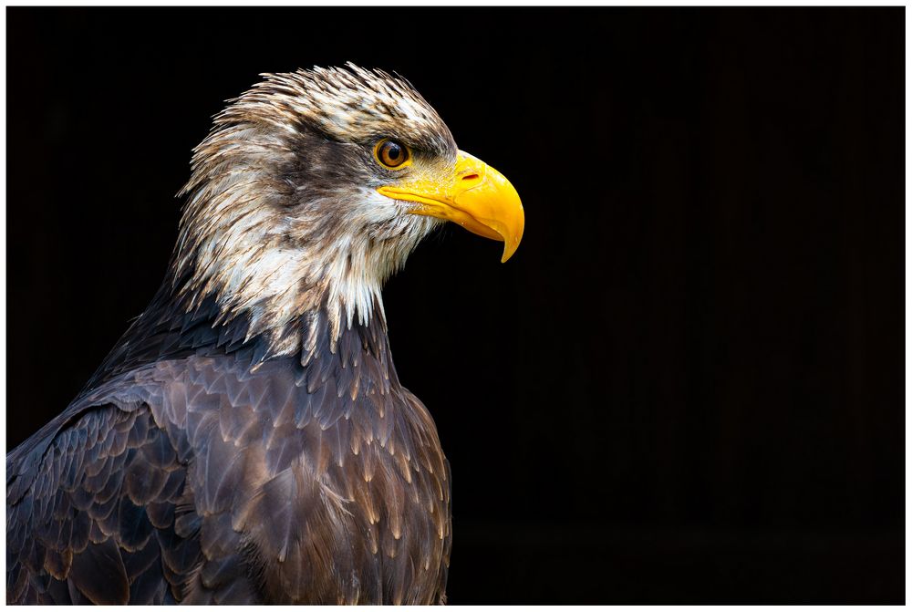 2023-04-09, Weißkopf Seeadler Sababurg