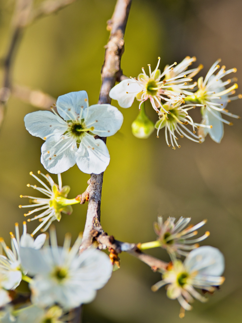 2023-04-14_Blumen-Garten_009