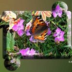 2023-04-15-Blumen mit Schmetterling